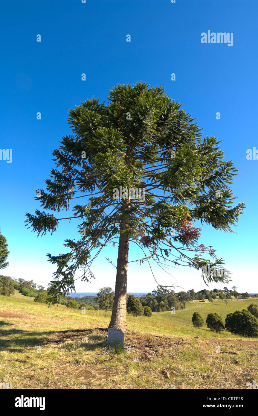 Bunya Pine (Araucaria bidwillii), Australian Botanic Garden, Mount Annan, near Sydney, New South Wales, Australia Stock Photo