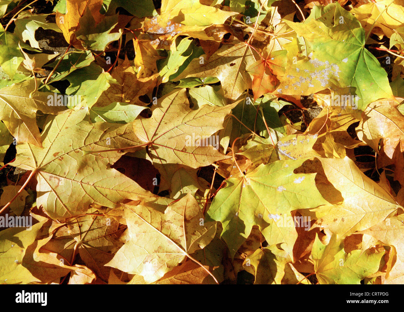 Autumn leaves lying on the ground Stock Photo - Alamy