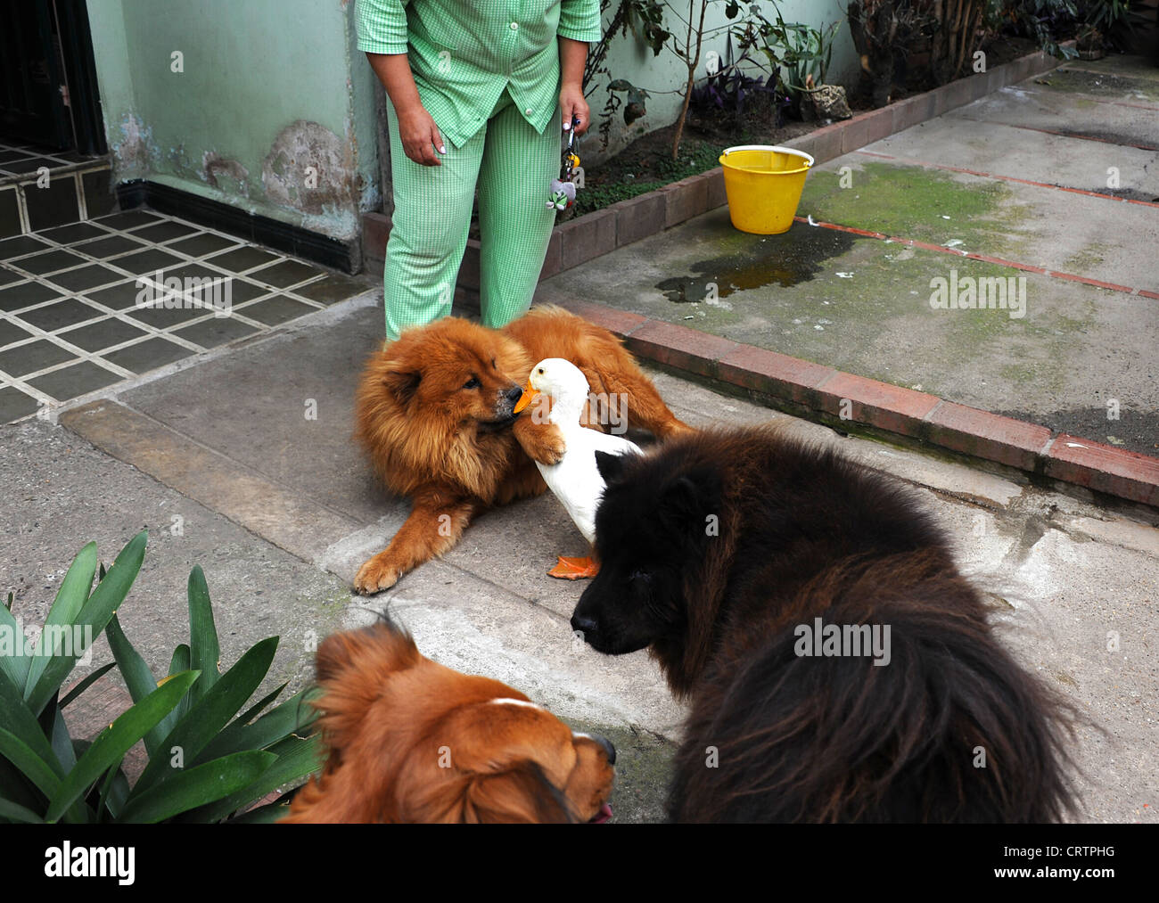 Three large dogs and a duck on patio in front garden in Fusagasuga, Colombia. Stock Photo