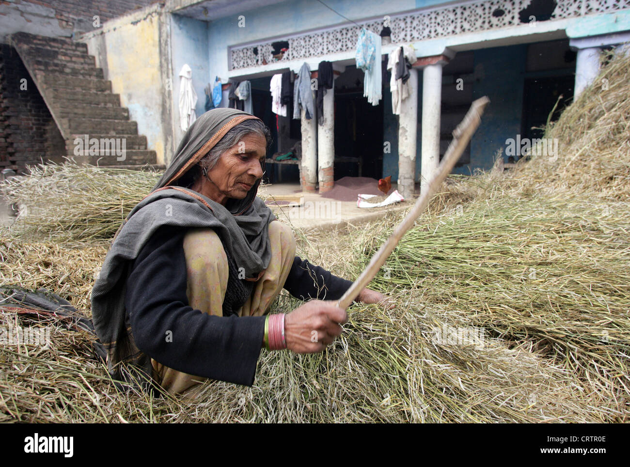 old woman threshing mustard plants, Chunnawala Village, Rampur Region, Uttar Pradesh, India Stock Photo