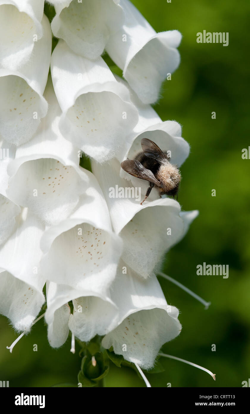 bee collecting pollen from white foxglove flowers Stock Photo
