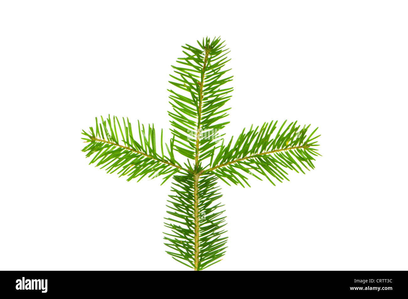 Green leaf isolated on the white background Stock Photo - Alamy