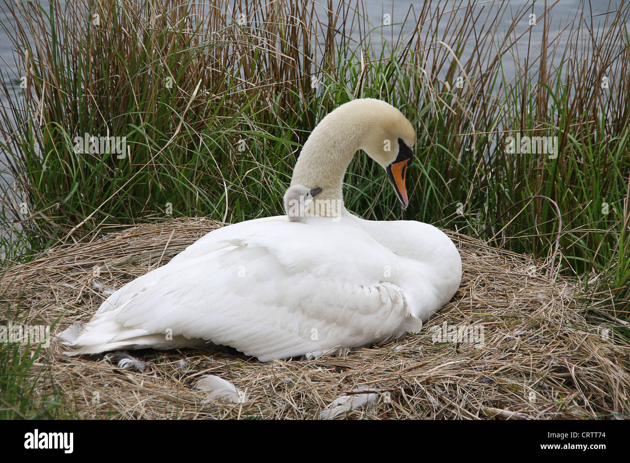 mother swan with cygnet in nest Stock Photo