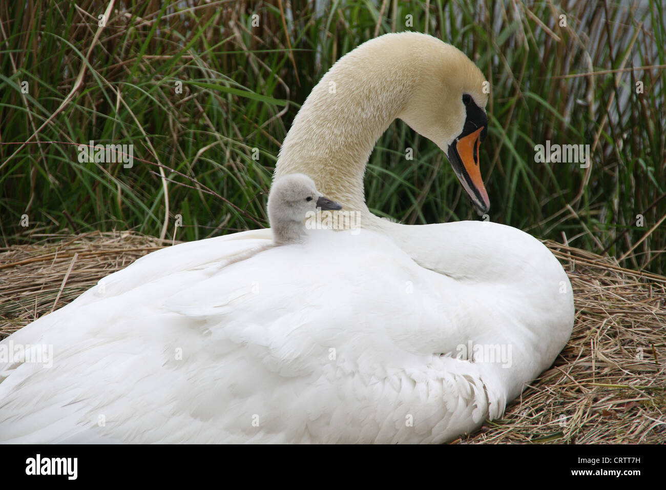 mother swan with cygnet in nest Stock Photo