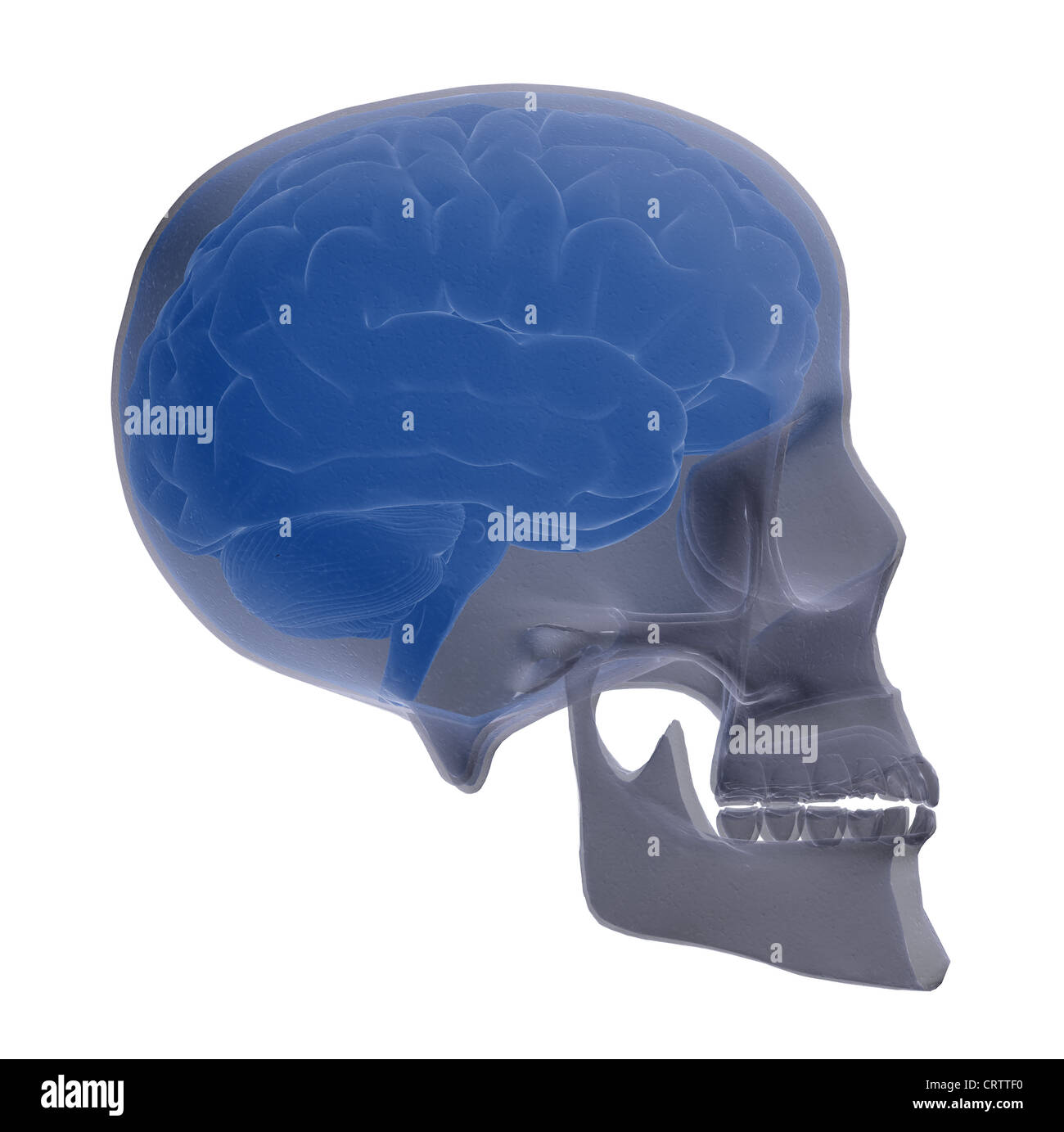 Skull scan with visible brain Stock Photo
