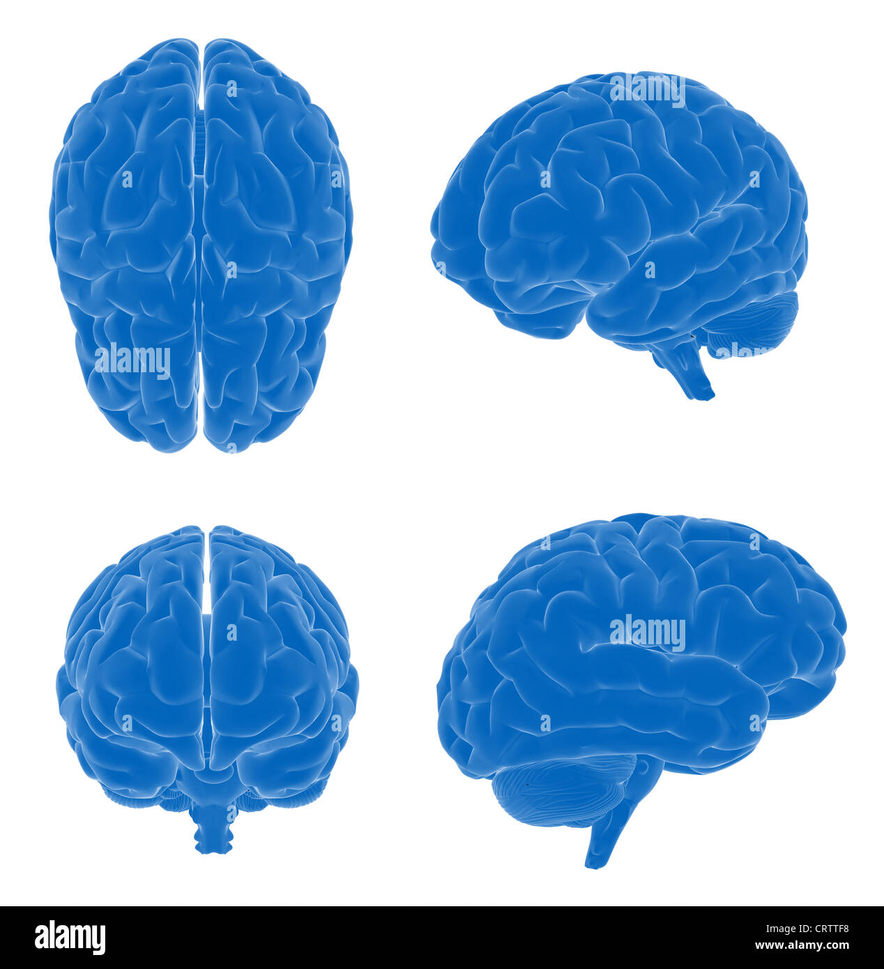 Human brain - different views Stock Photo