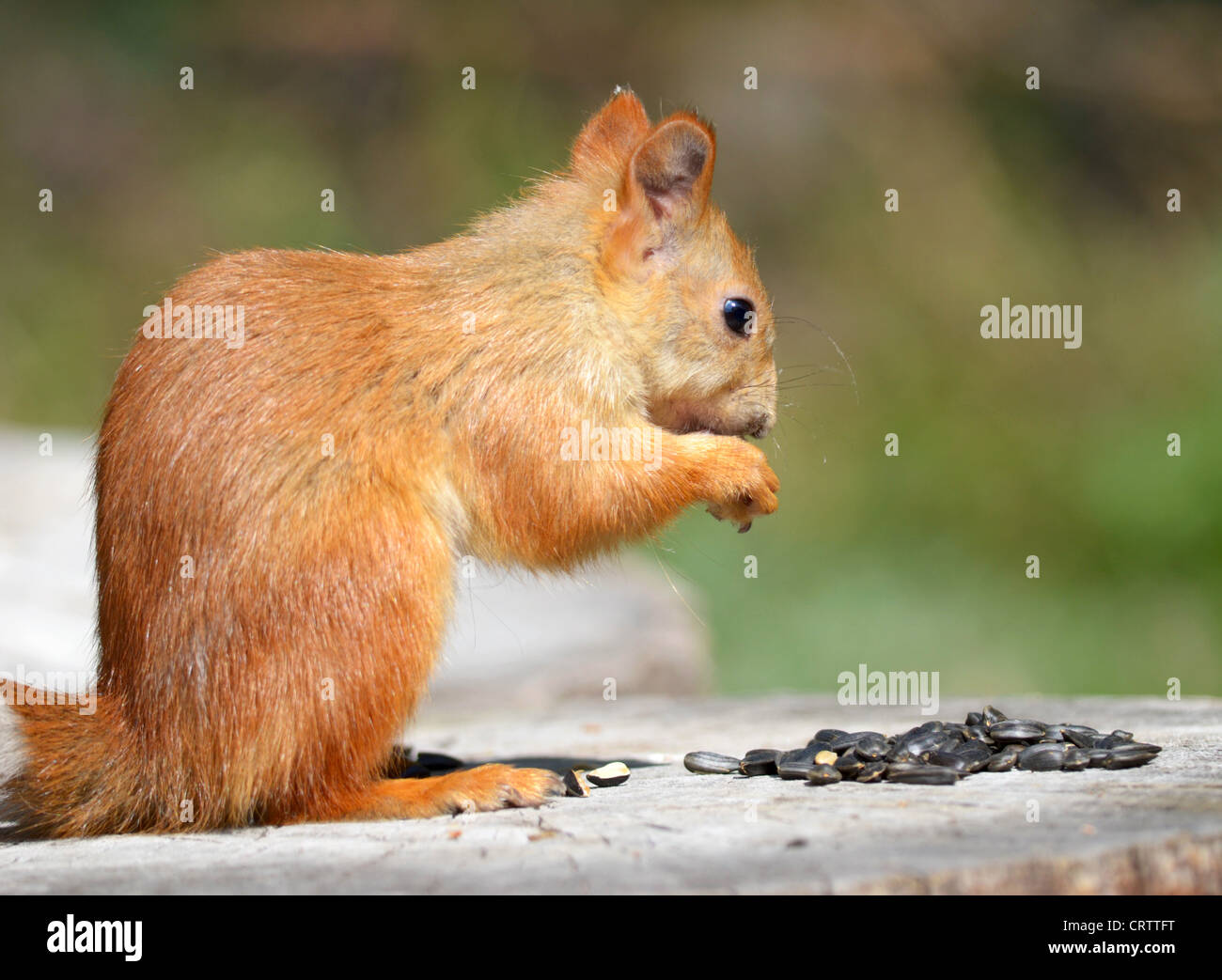 eating squirrel Stock Photo