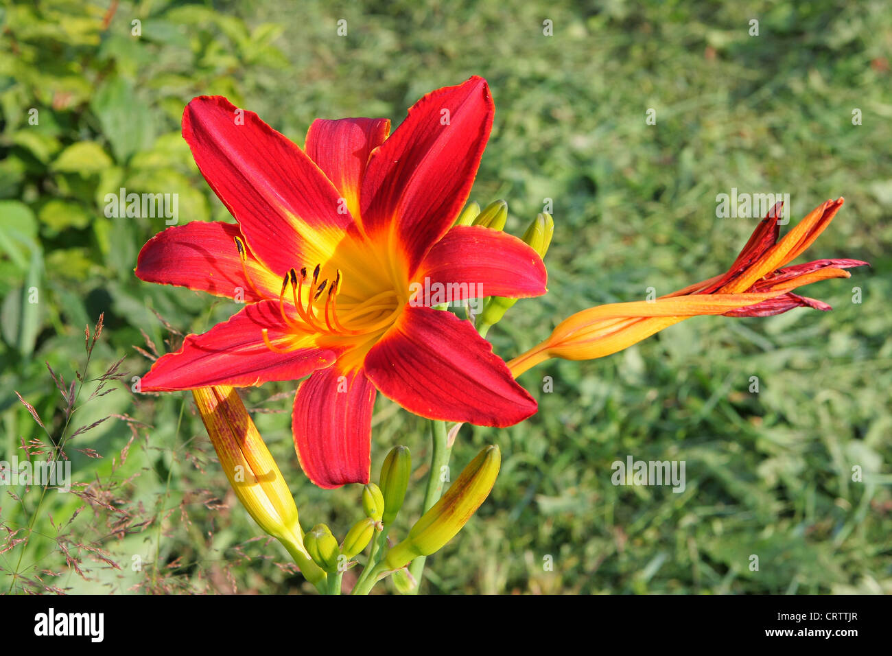 Coloured growth hi-res stock photography and images - Alamy