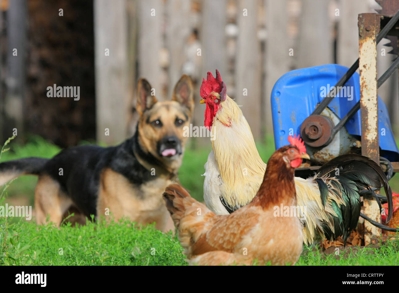 Rural landscape with farm animals Stock Photo - Alamy