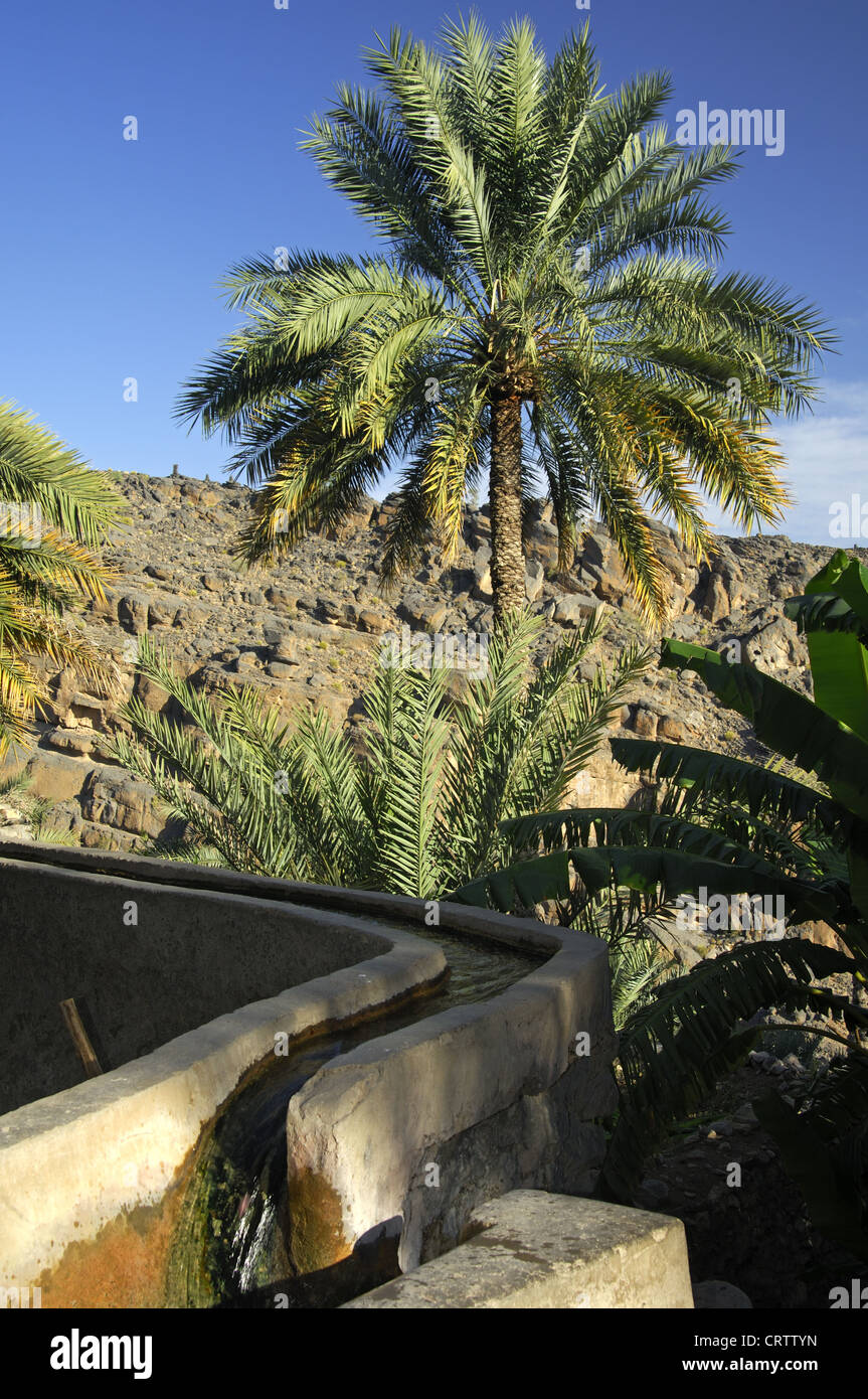 Irrigation canal in a date palm plantation Stock Photo