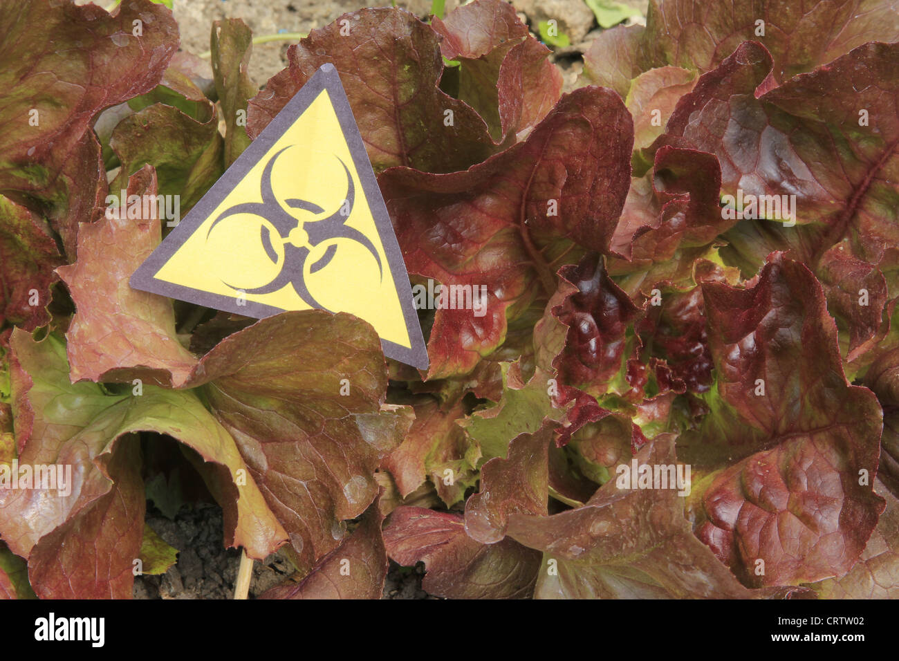 warnig EHEC on salad Stock Photo