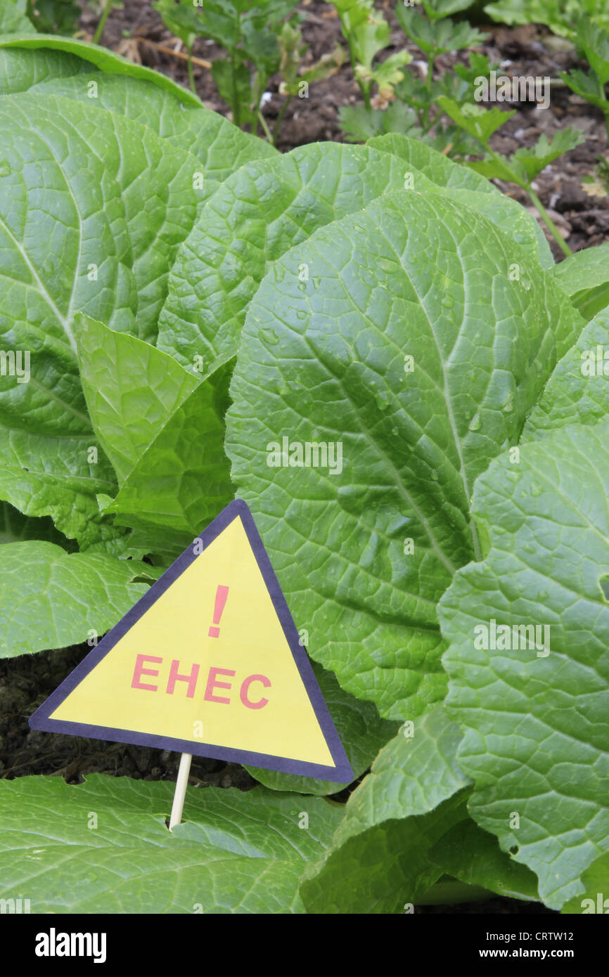 salad with warning of EHEC Stock Photo