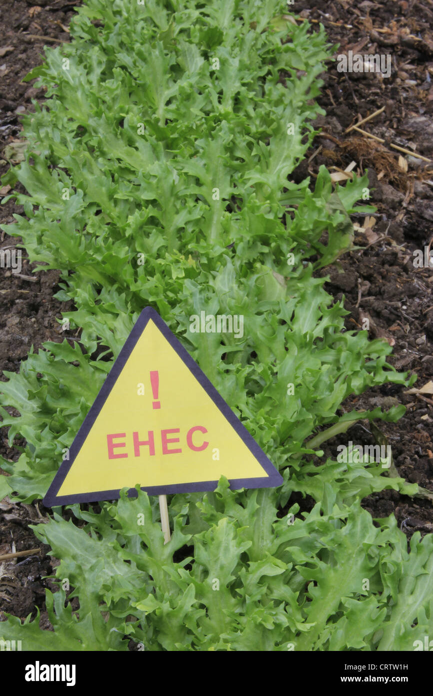 salad with warning of EHEC Stock Photo