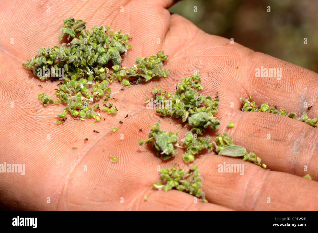 Lebanon.  Fresh grains of fresh thyme (zaatar) in hand of Abu Kassem.  Much used in Lebanese cuisine. Stock Photo