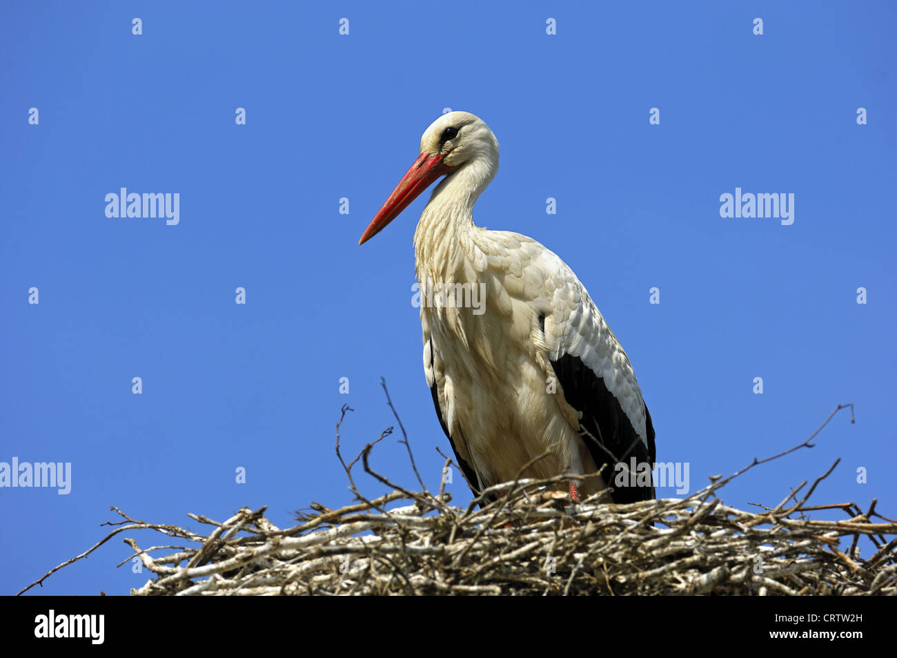 White Stork at the nest Stock Photo