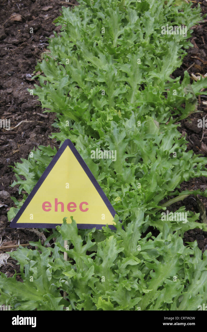 salad with warning of EHEC Stock Photo