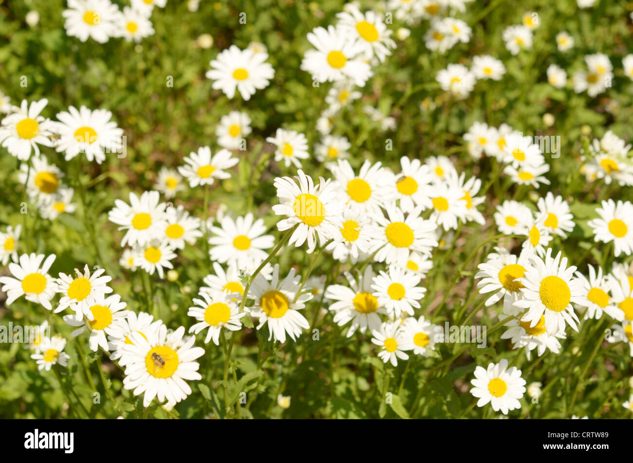 field of camomiles Stock Photo - Alamy