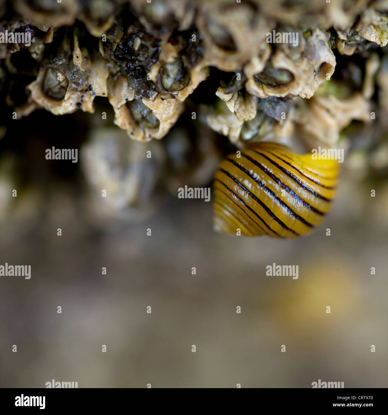 Black-lined Periwnkle (Littorina nigrolineata) on barnacles on a rocky shore in Cornwall. Stock Photo