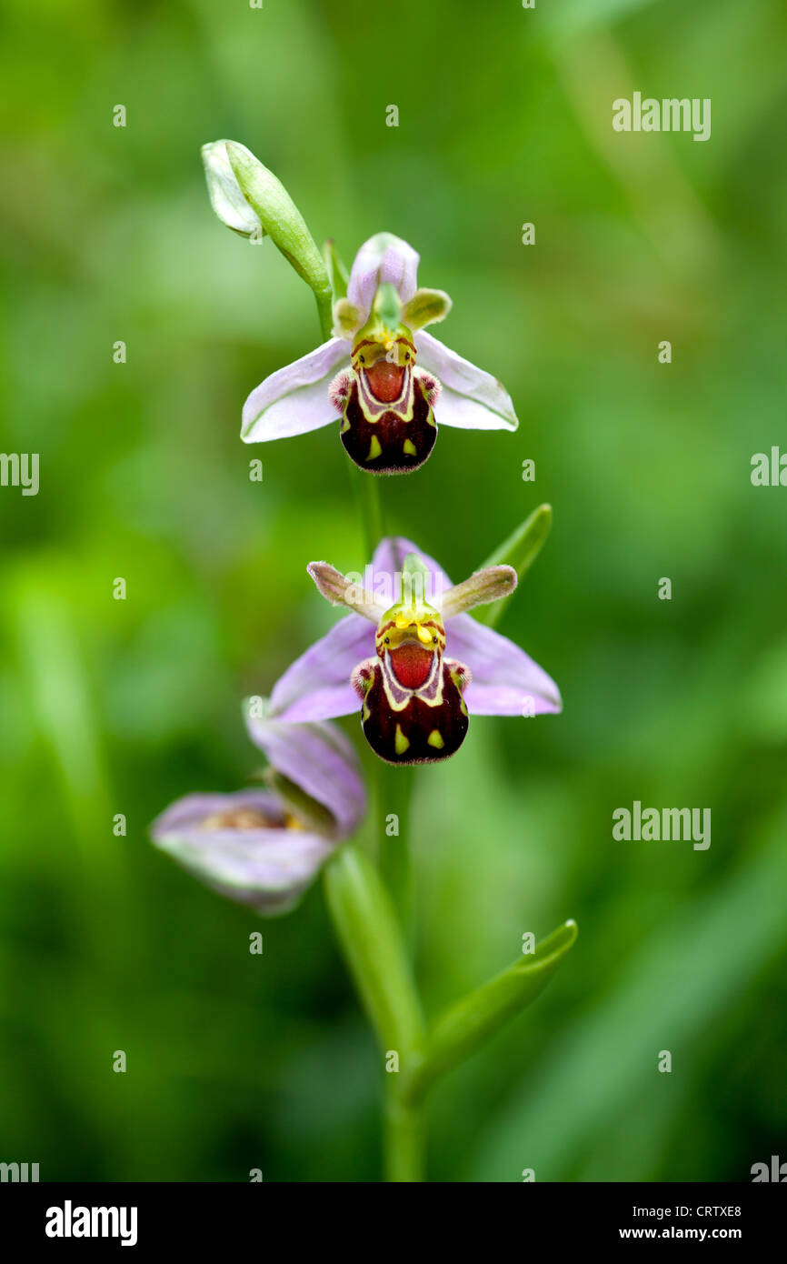 Two flowers on a Bee Orchid (Ophrys apifera) in the wild, with a lush green background. Stock Photo