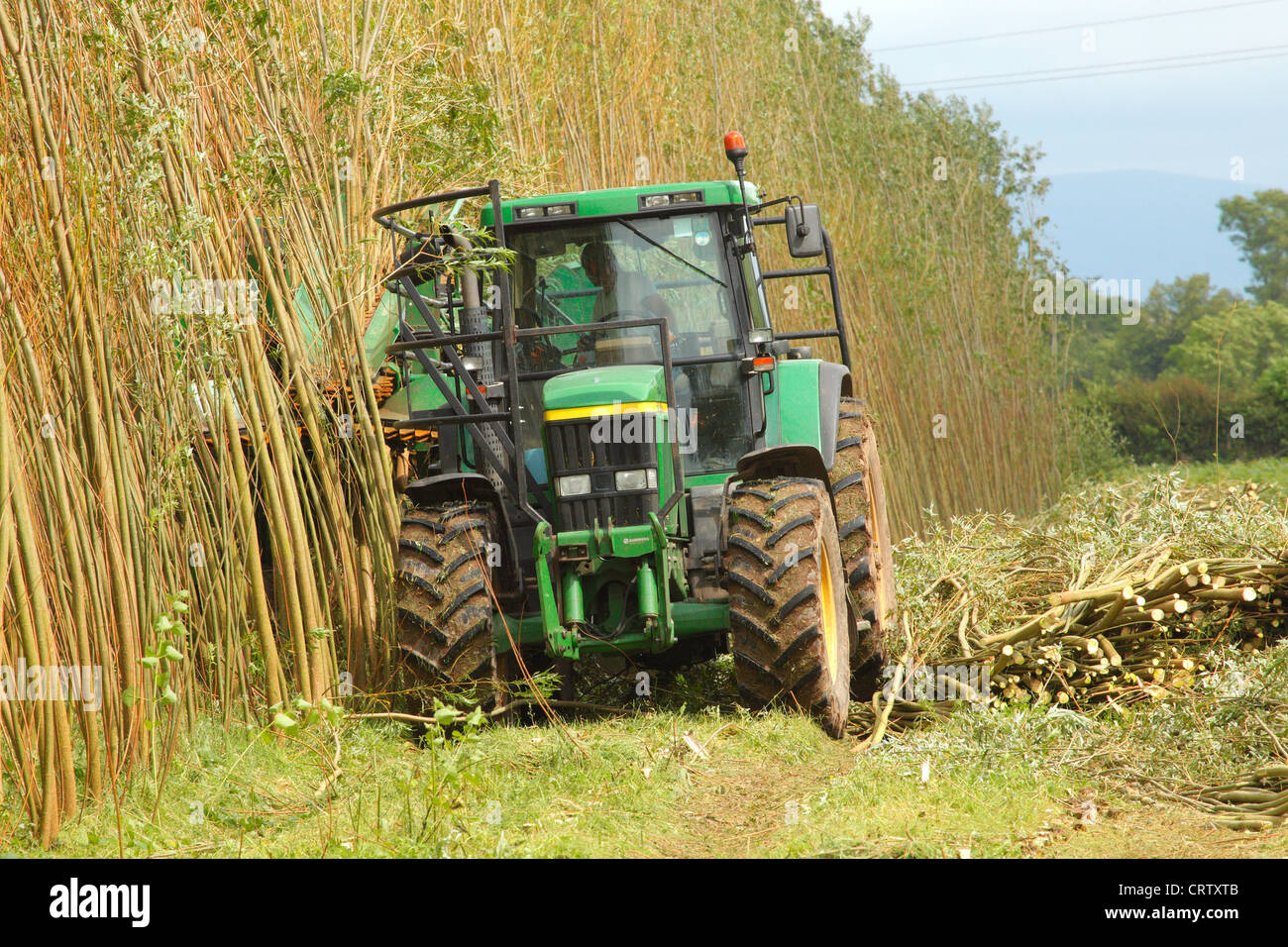 Harvesting Willow Coppice Plantation with 'The Stemster' near Carlisle, Cumbria, England, United Kingdom, UK, Briton, GB, Europe Stock Photo