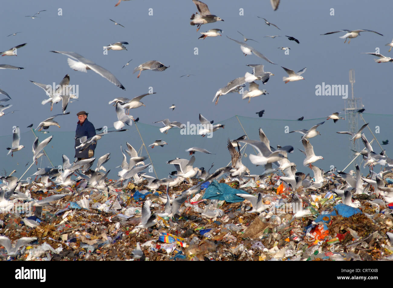 Gulls landfill hires stock photography and images Alamy