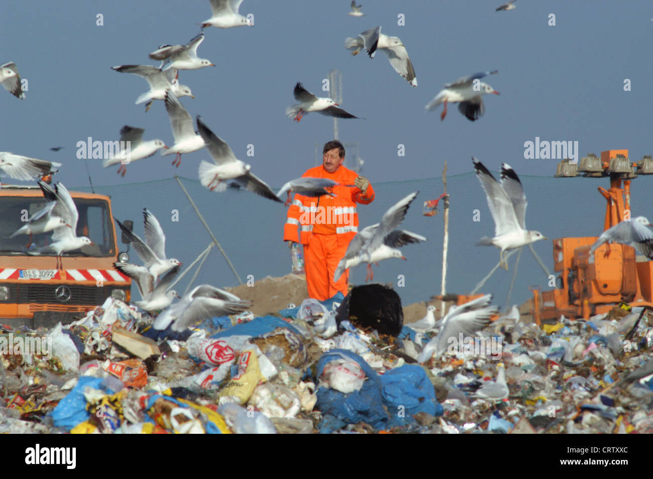 Gulls landfill hires stock photography and images Alamy