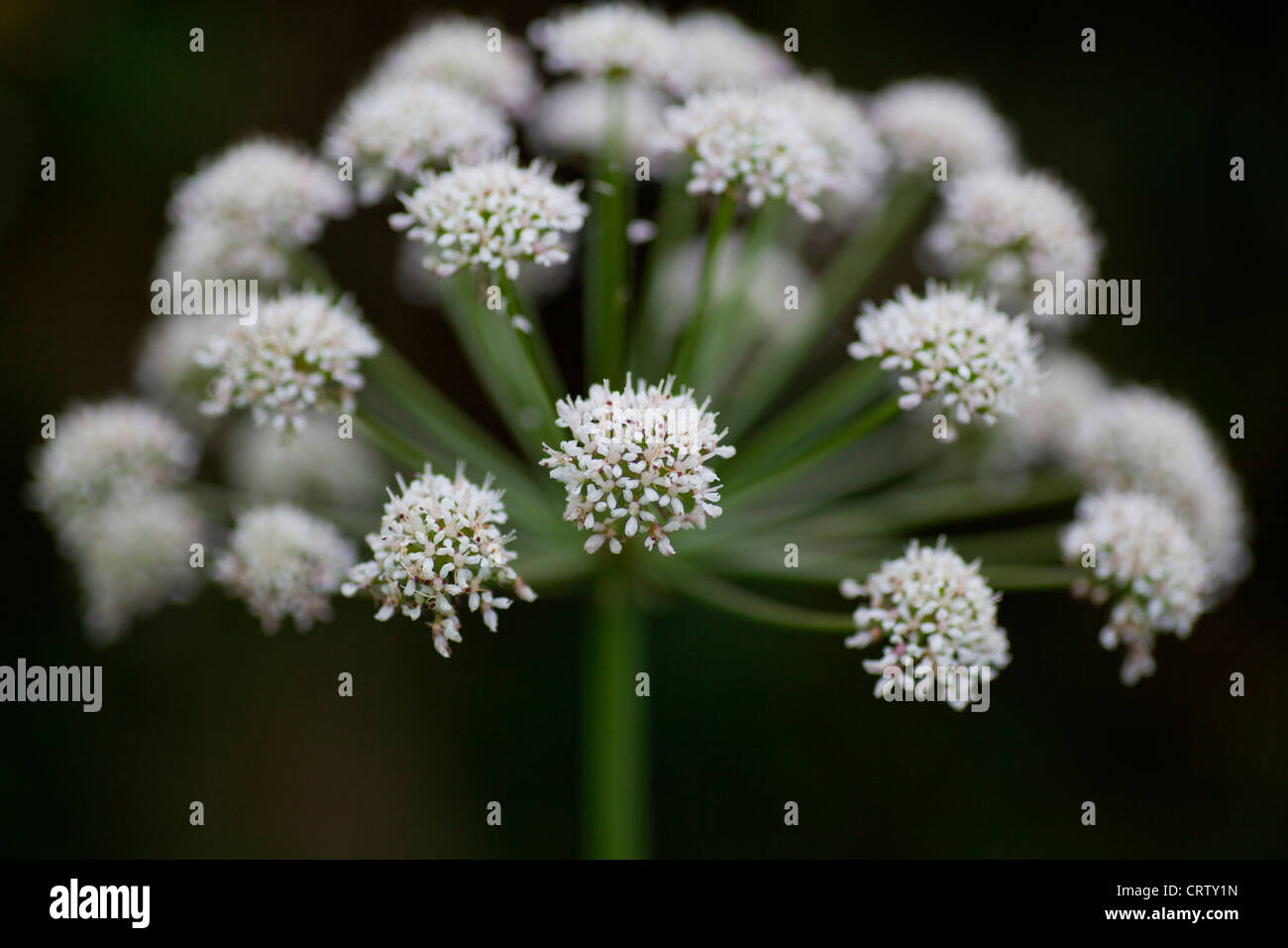 White Umbellifer flower Stock Photo