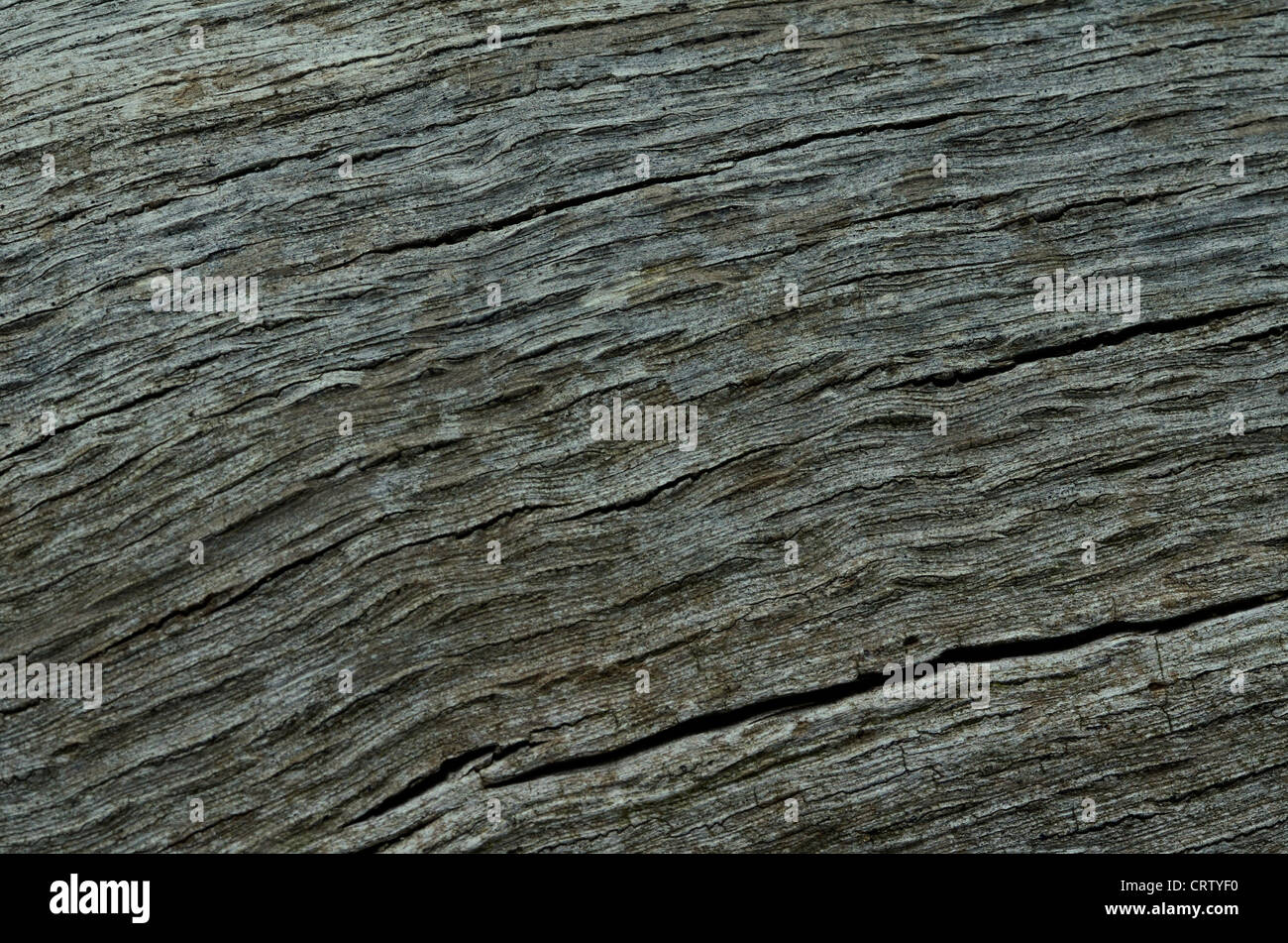 Detail of weathered and rotting section of a tree trunk. Old wood texture  close-up. Stock Photo