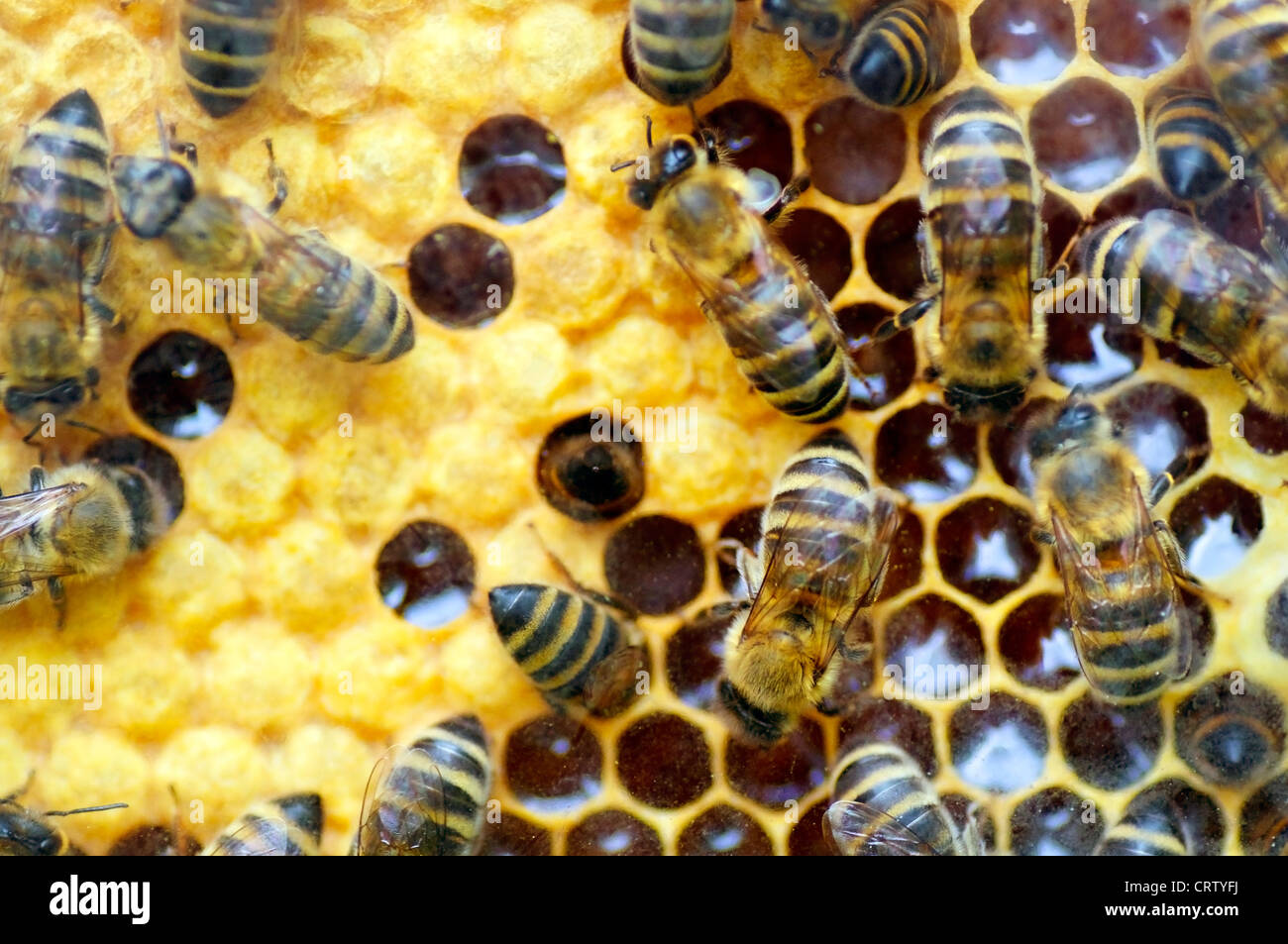 Bees filling honeycombs with honey in their Beehive Stock Photo