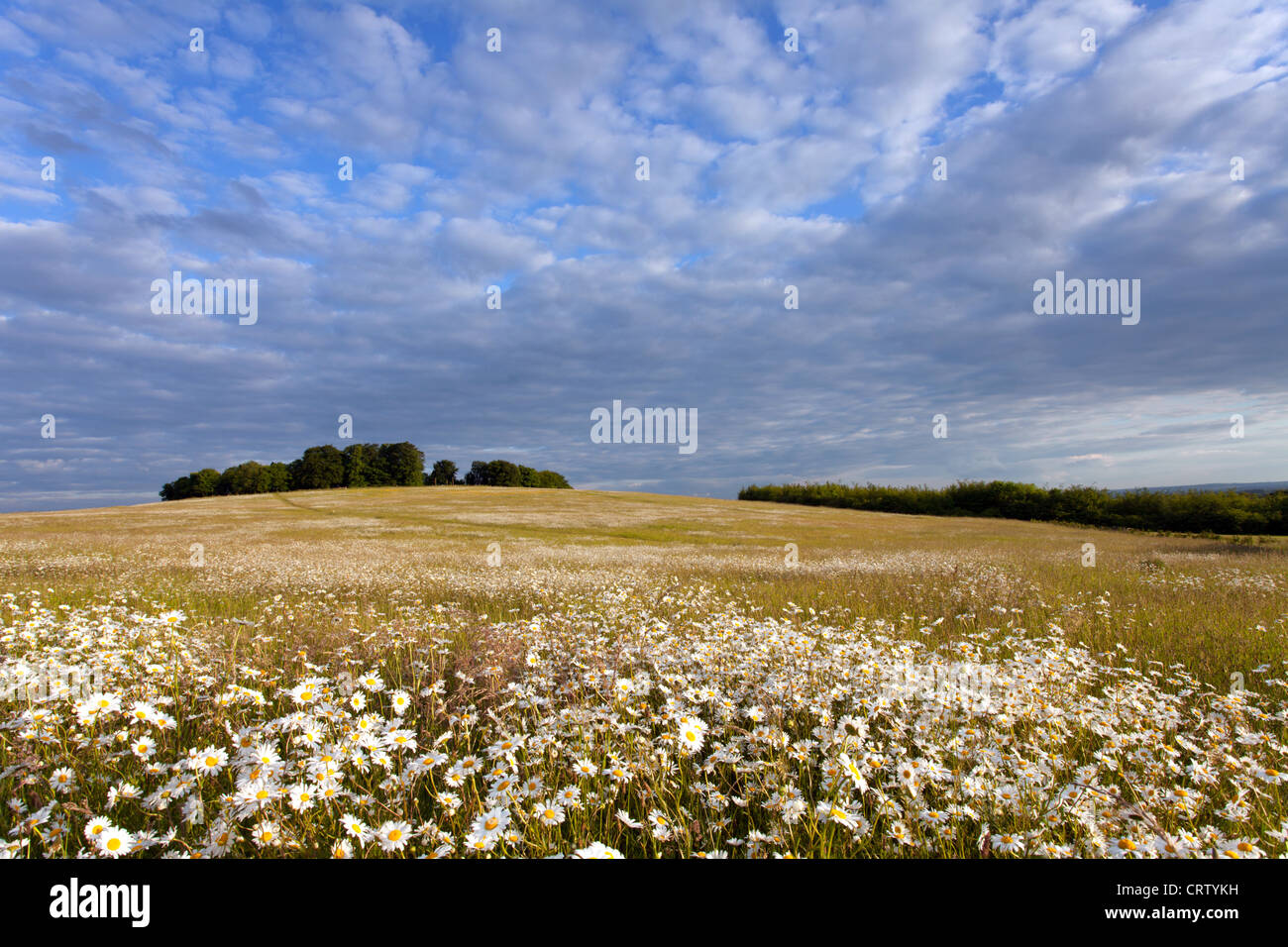 Field of Common Oxeye Daisies Gog Magog Hills Cambridge, England, UK Stock Photo