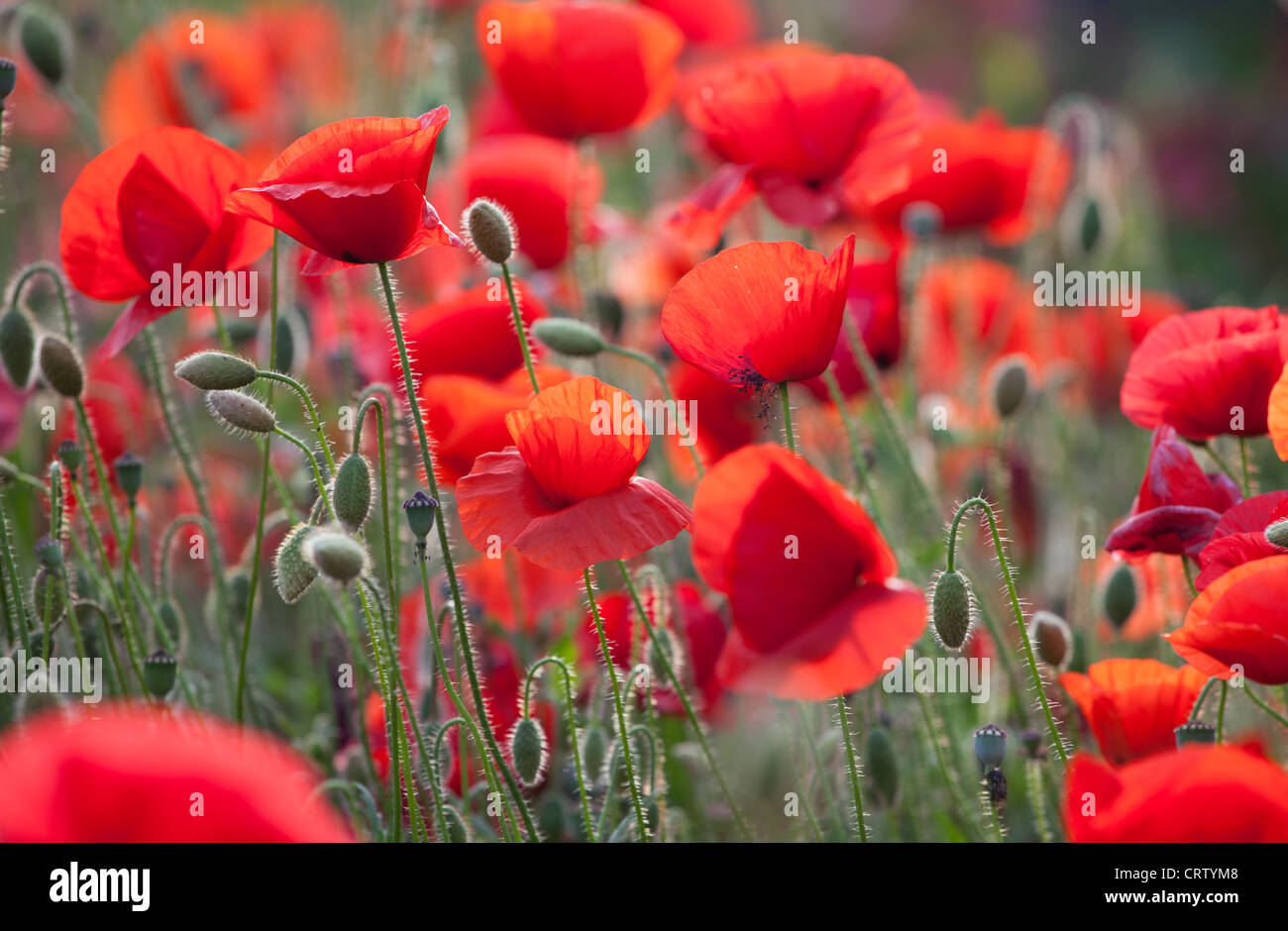 Close up of red Poppies flowering Stock Photo