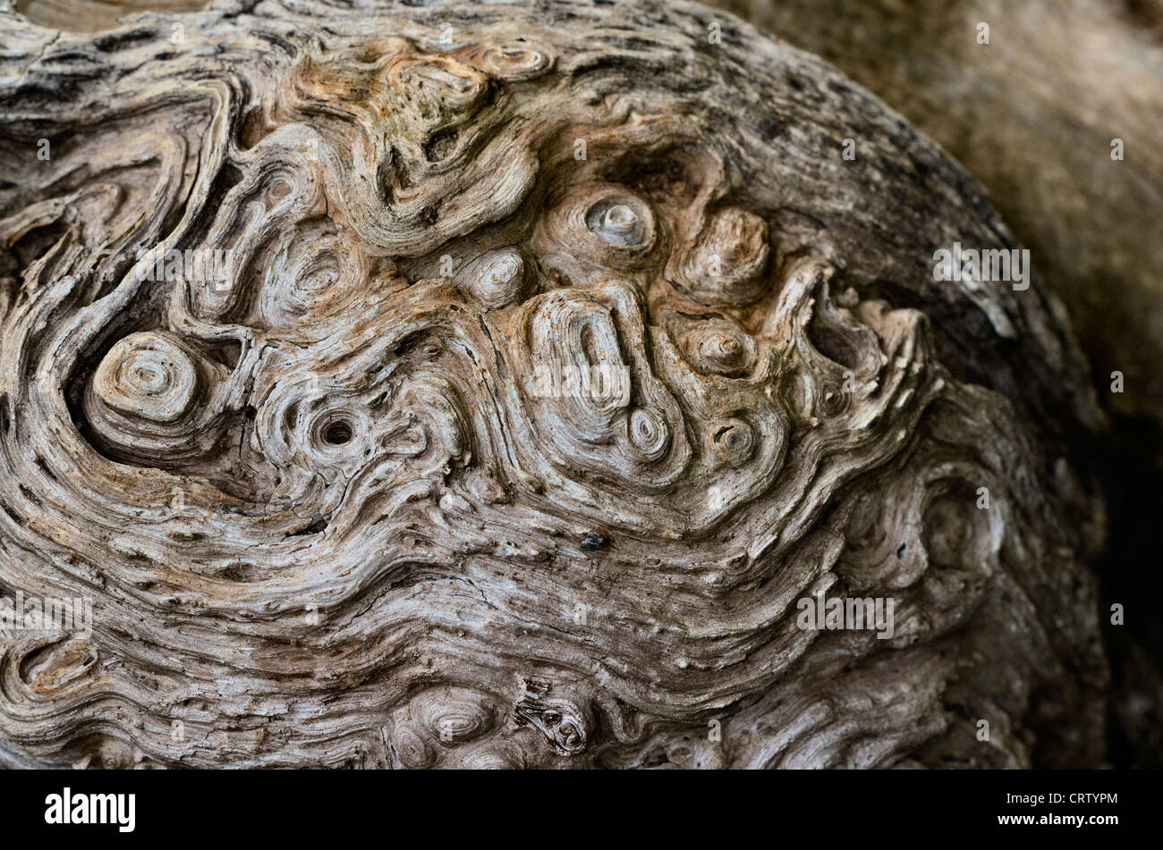 Weathered rotting section of tree trunk detail. Wood texture close-up, knotty tree, knotty organic tree abstract, abstract knotty wood, abstract wood. Stock Photo