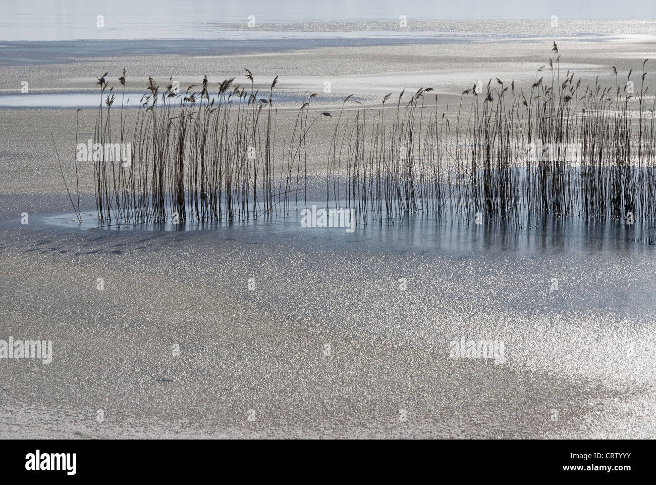 Beach grass in the partially frozen Schlei Stock Photo