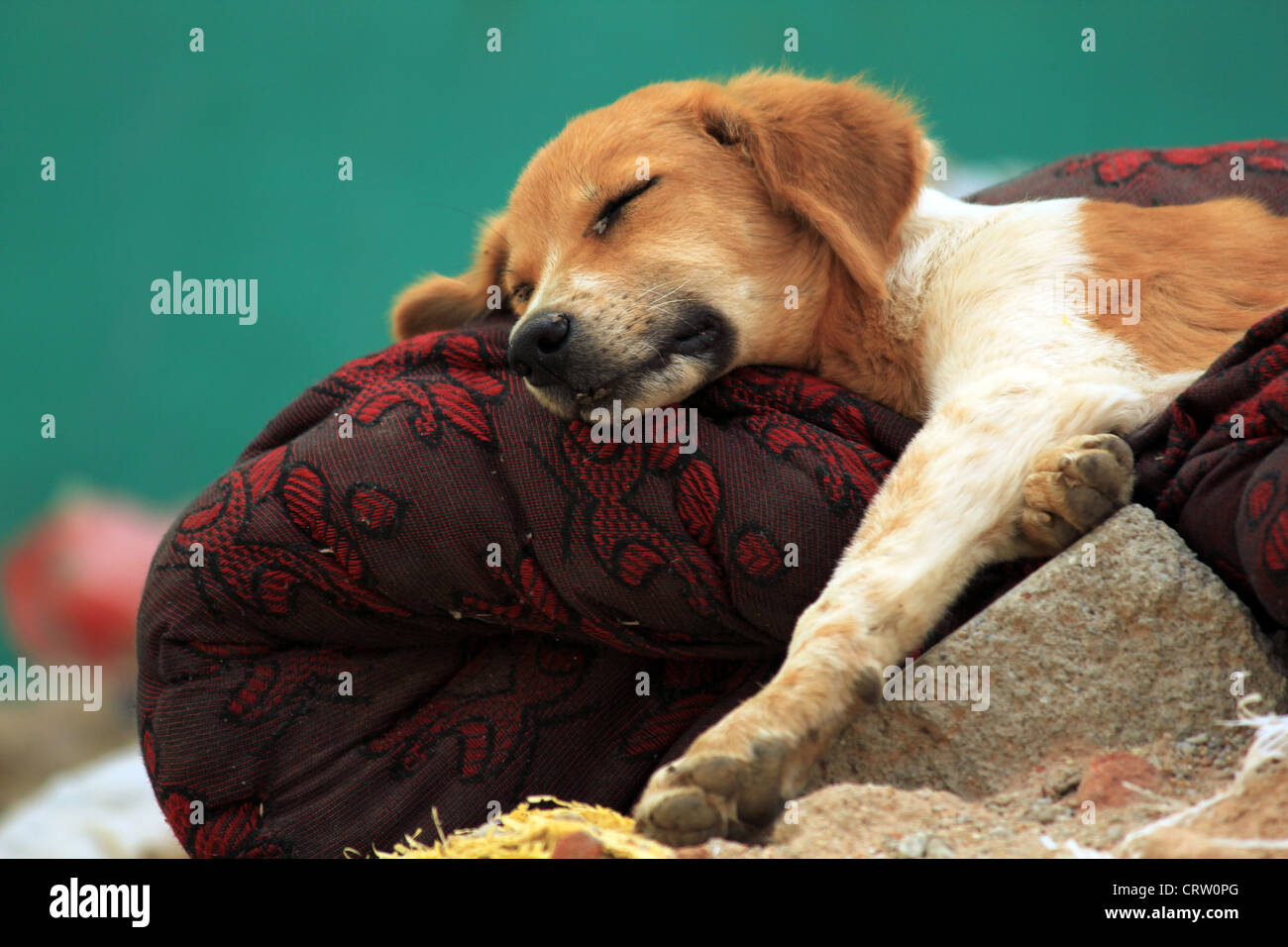 Stray dog sleeping on a thrown away rug in the streets in india Stock ...