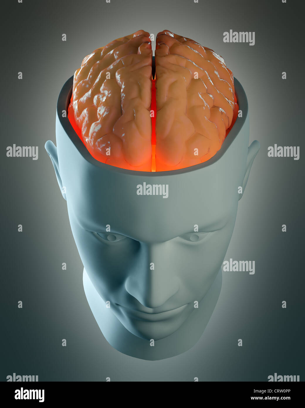 Как видеть мозгом. Мозг в голове. Разрезанный головной мозг.