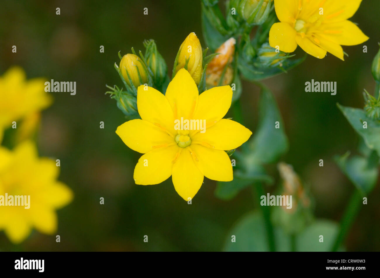 YELLOW-WORT Blackstonia perfoliata (Gentianaceae) Stock Photo