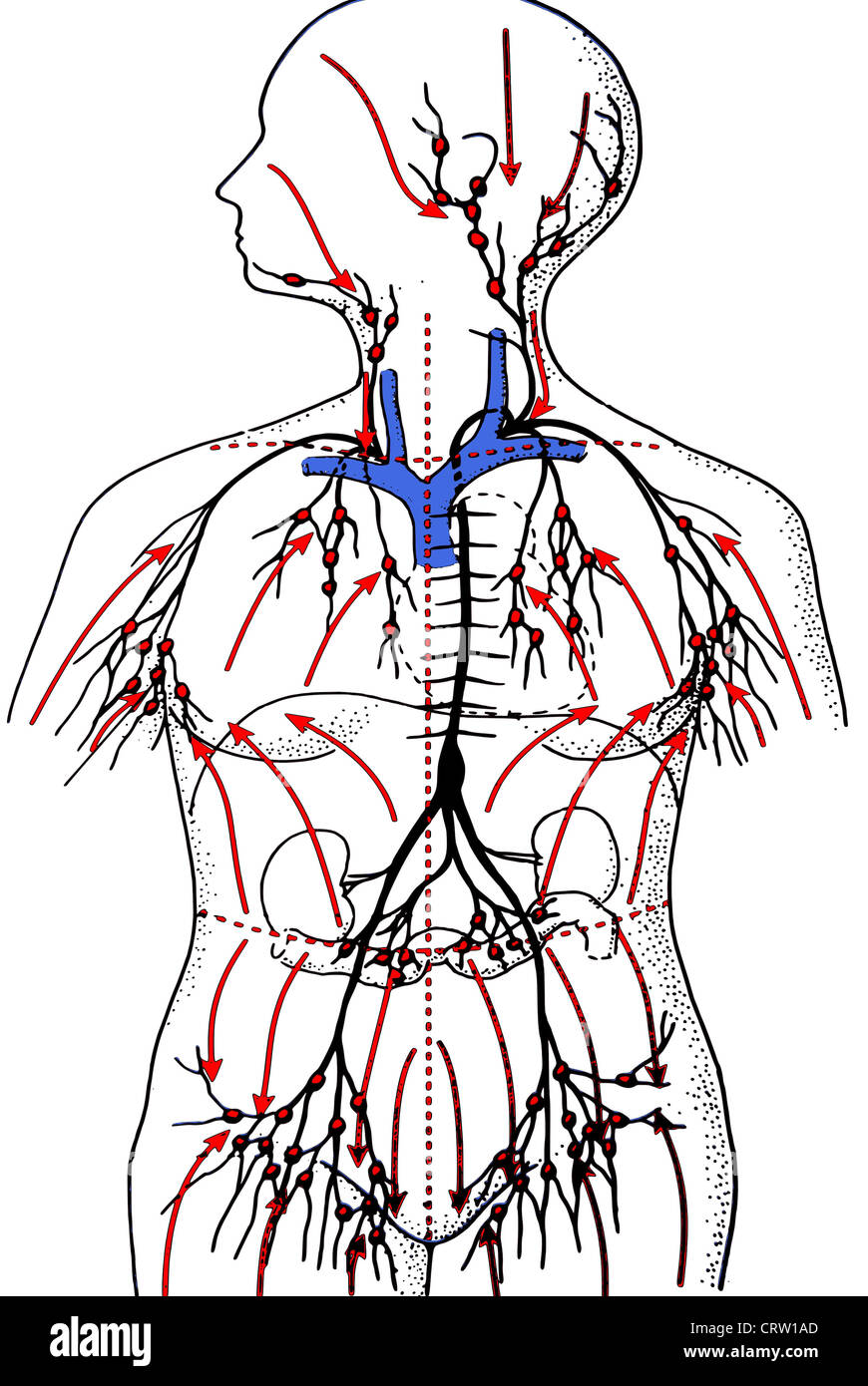 The lymphatic system Stock Photo