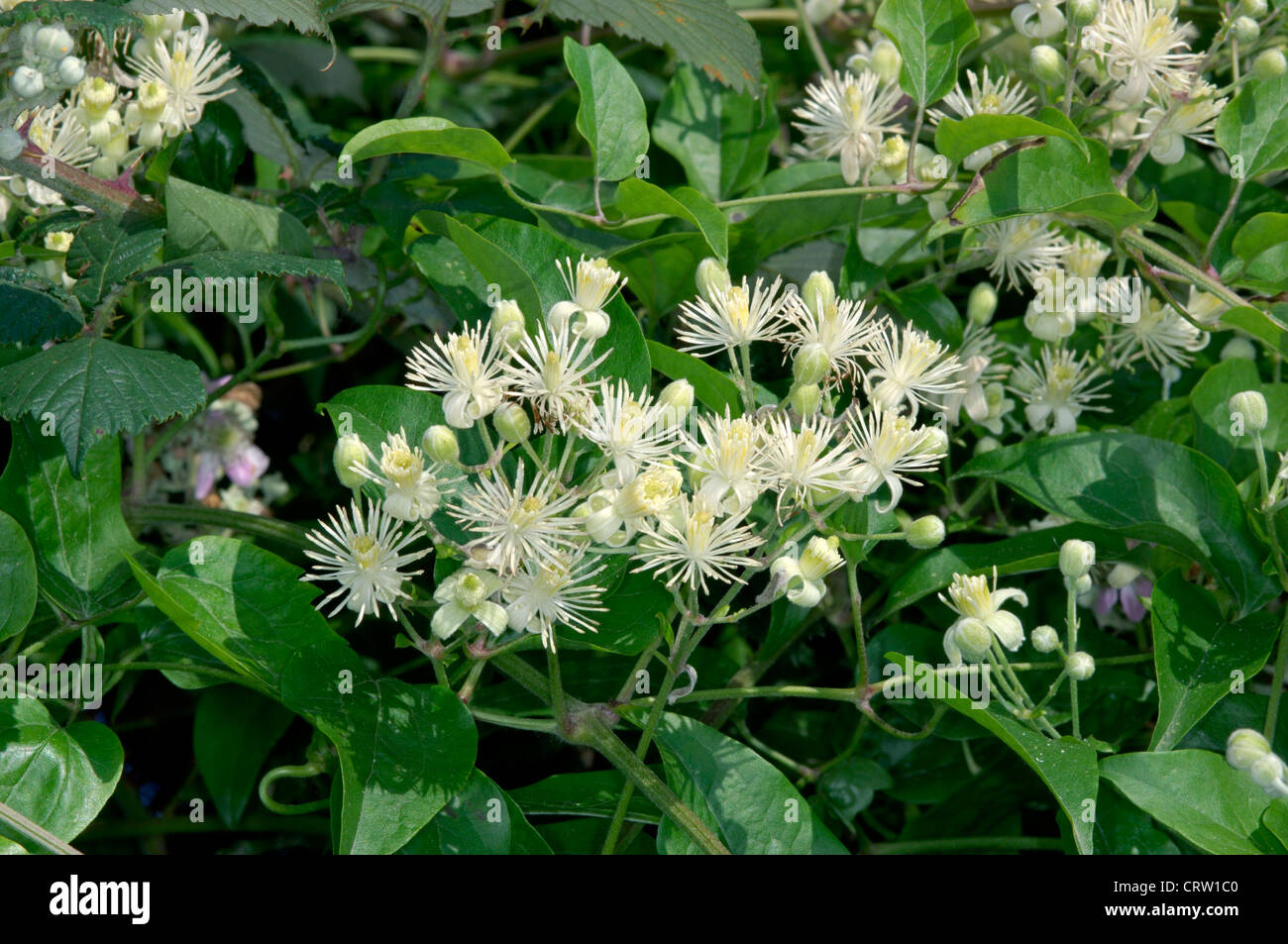 TRAVELLER’S-JOY Clematis vitalba (Ranunculaceae) Stock Photo
