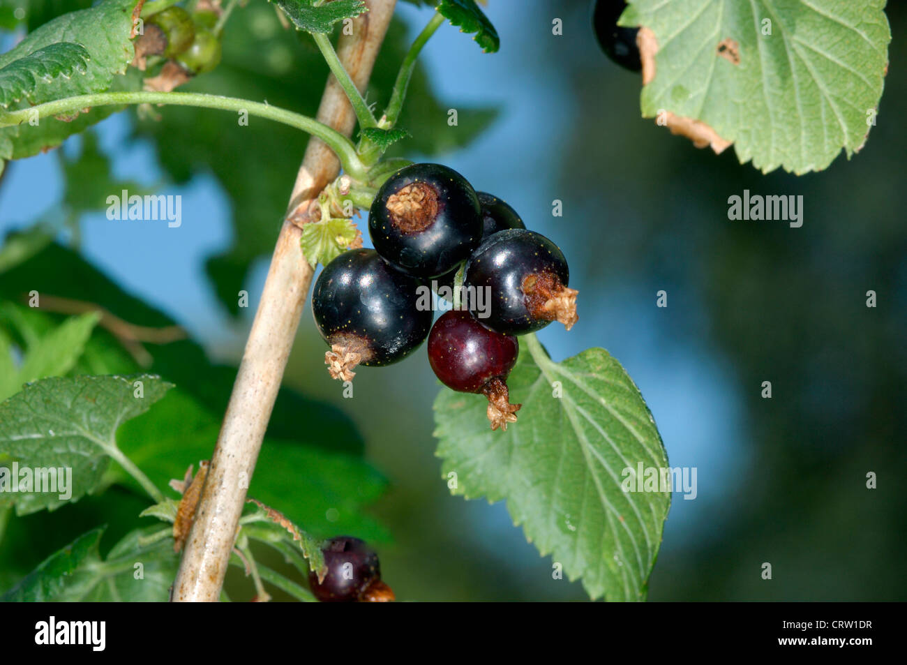 BLACK CURRANT Ribes nigrum (Grossulariaceae) Stock Photo