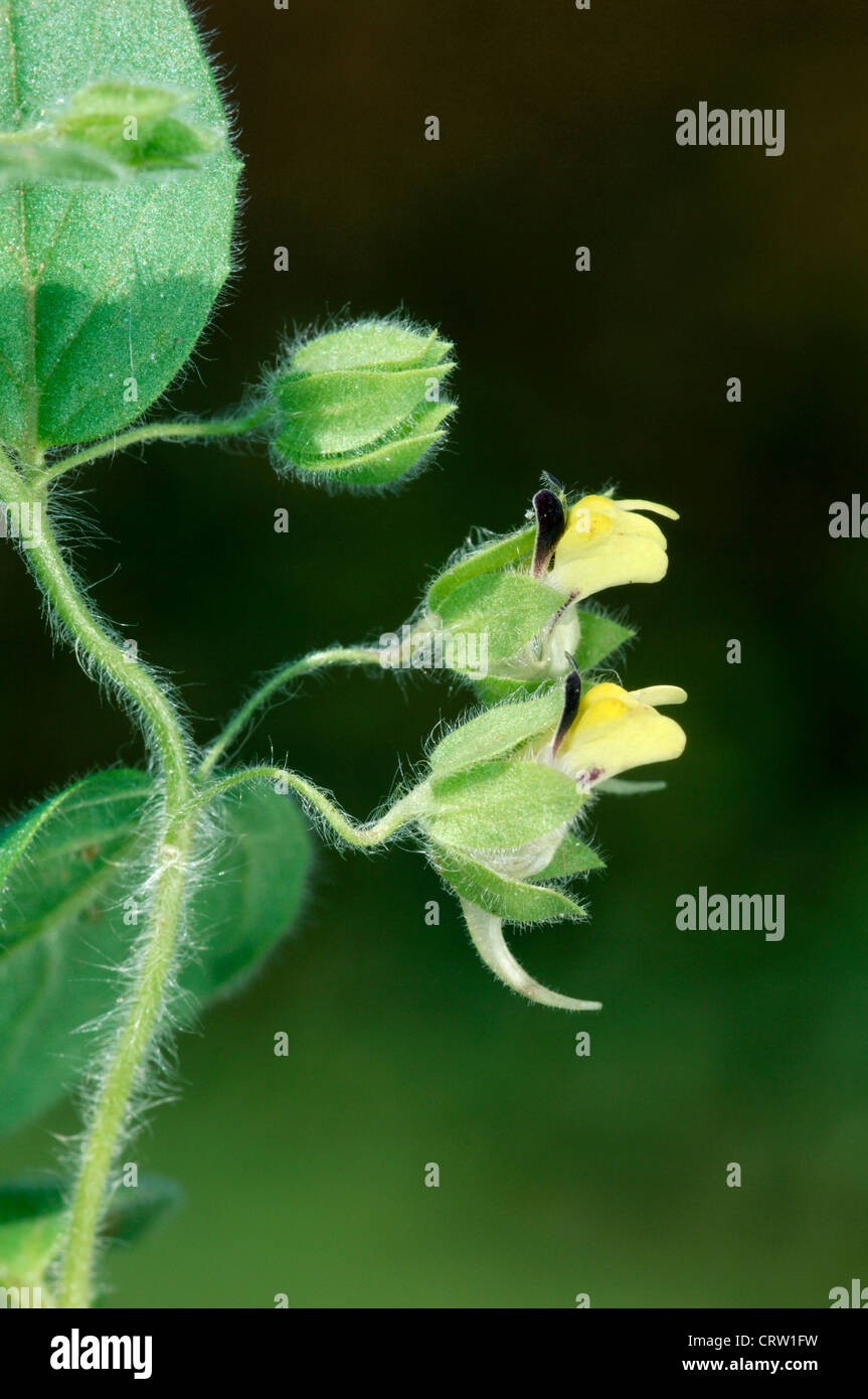 ROUND-LEAVED FLUELLEN Kickxia spuria (Scrophulariaceae) Stock Photo