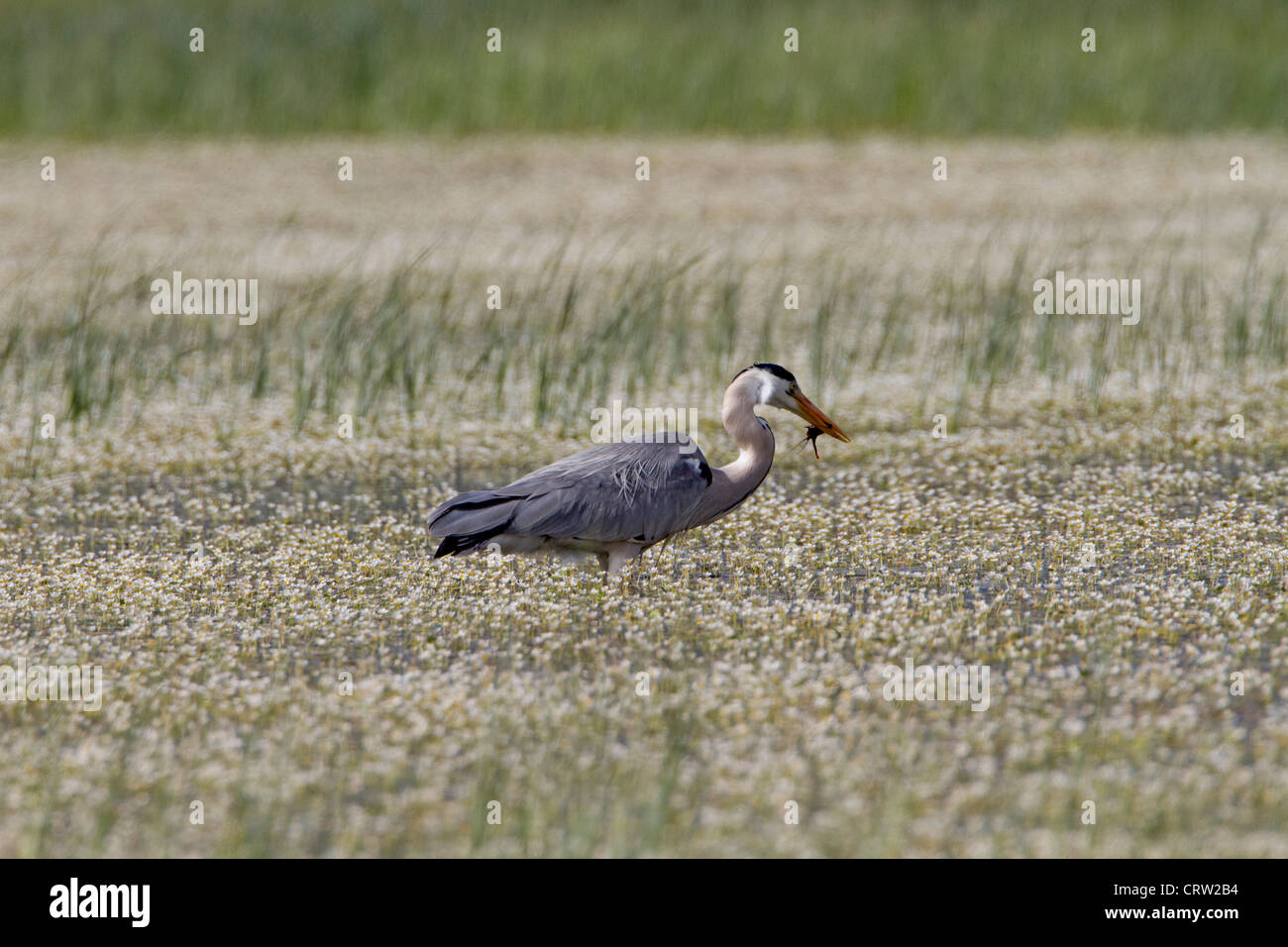 Grey Heron (Ardea cinerea) feeding Stock Photo