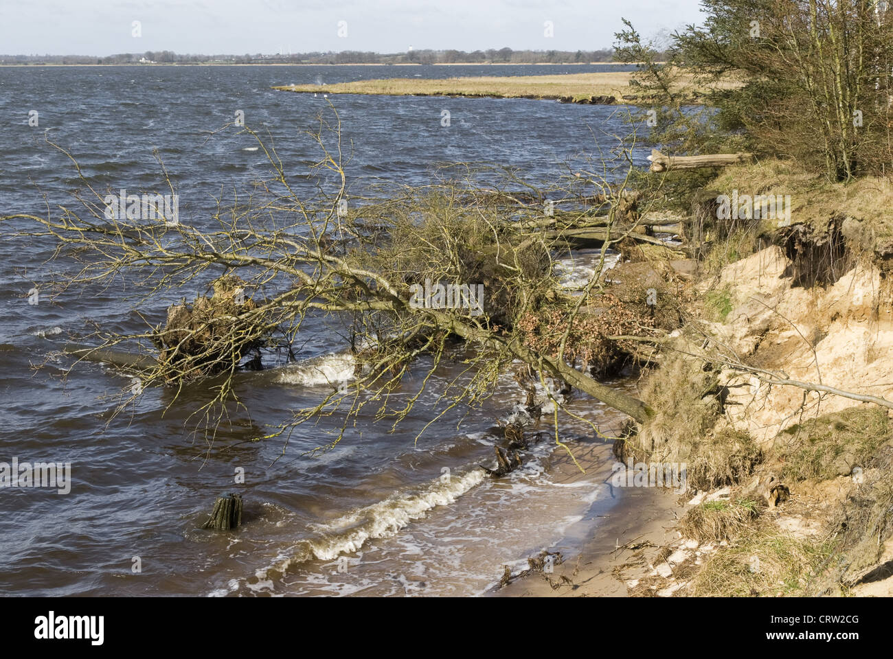 Uprooted tree on the beach Stock Photo