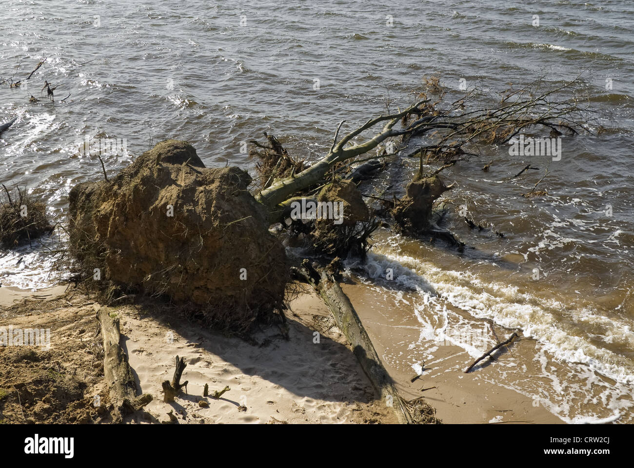 Uprooted tree on the beach Stock Photo