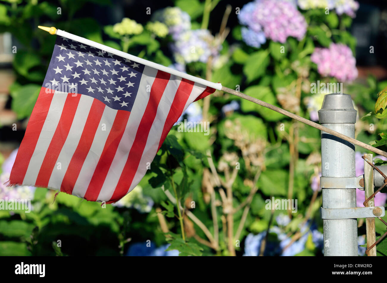 American flag summer garden hydrangea flowers Stock Photo
