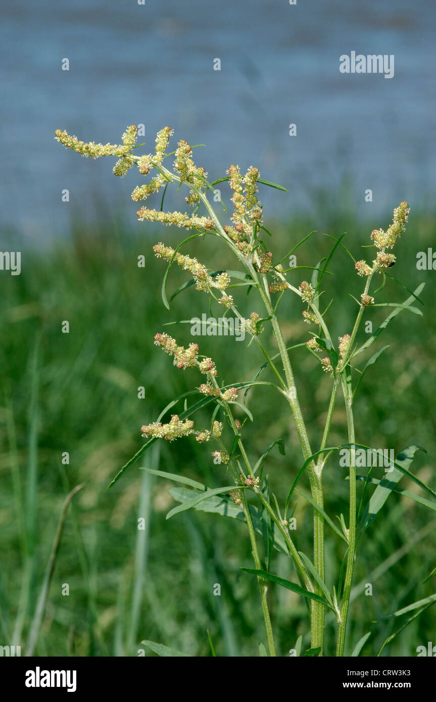 GRASS-LEAVED ORACHE Atriplex littoralis (Chenopodiaceae) Stock Photo