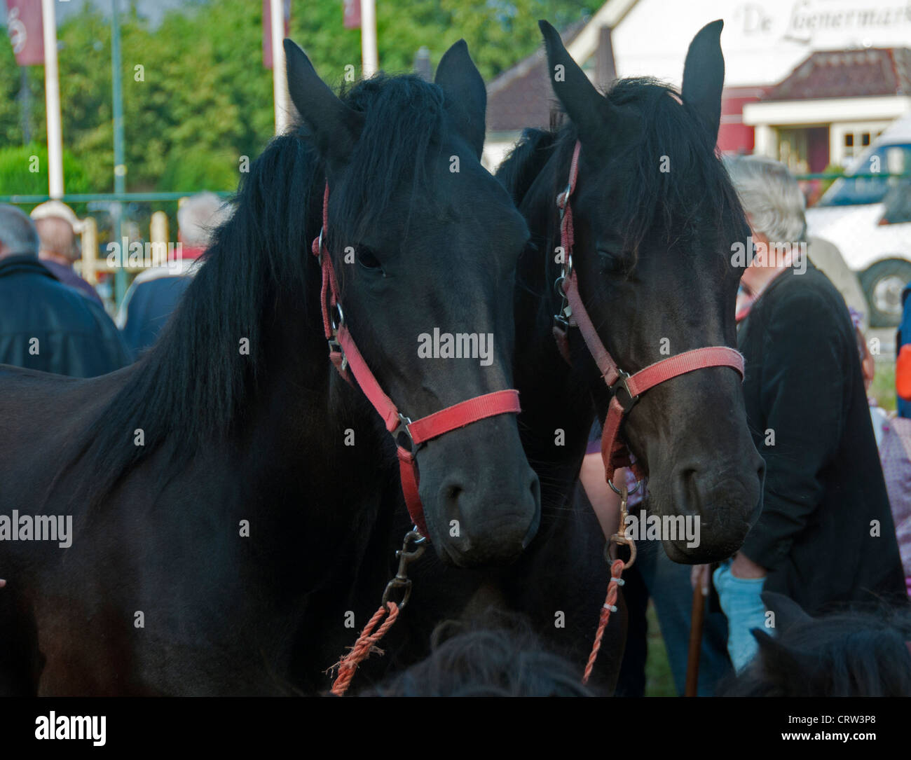 two horses on a horse market with people in background Stock Photo