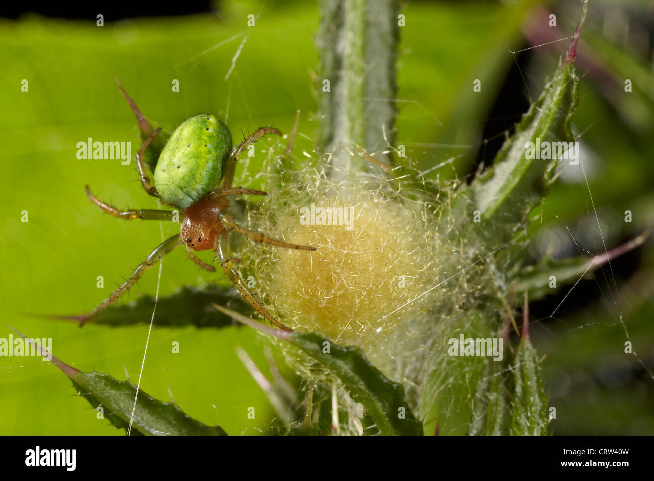 Cucumber spider, Araniella cucurbitina or Green Orb Weaver, with its egg case, UK Stock Photo