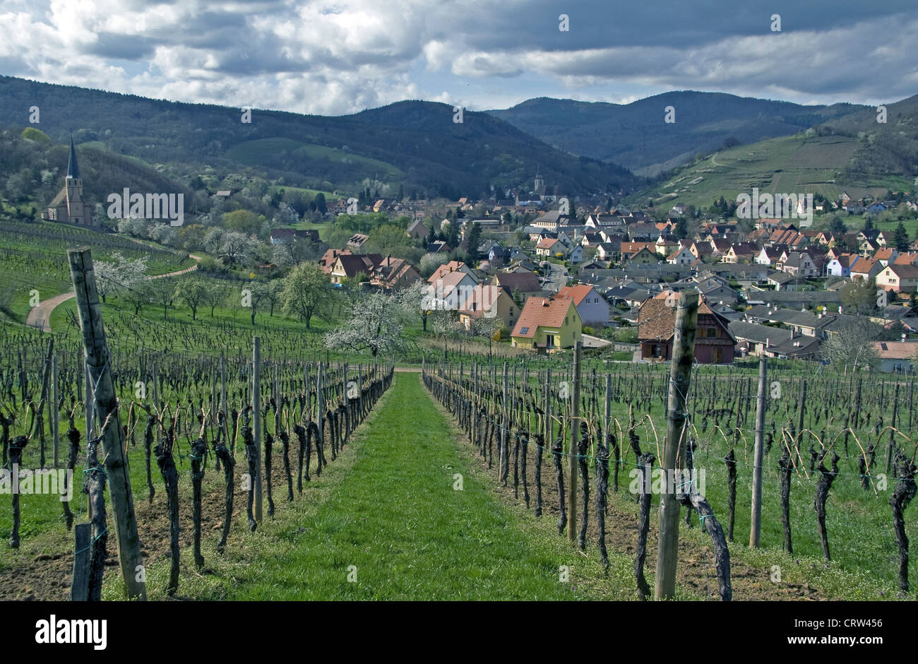 Vineyard, Andlau, Alsace, France Stock Photo Alamy