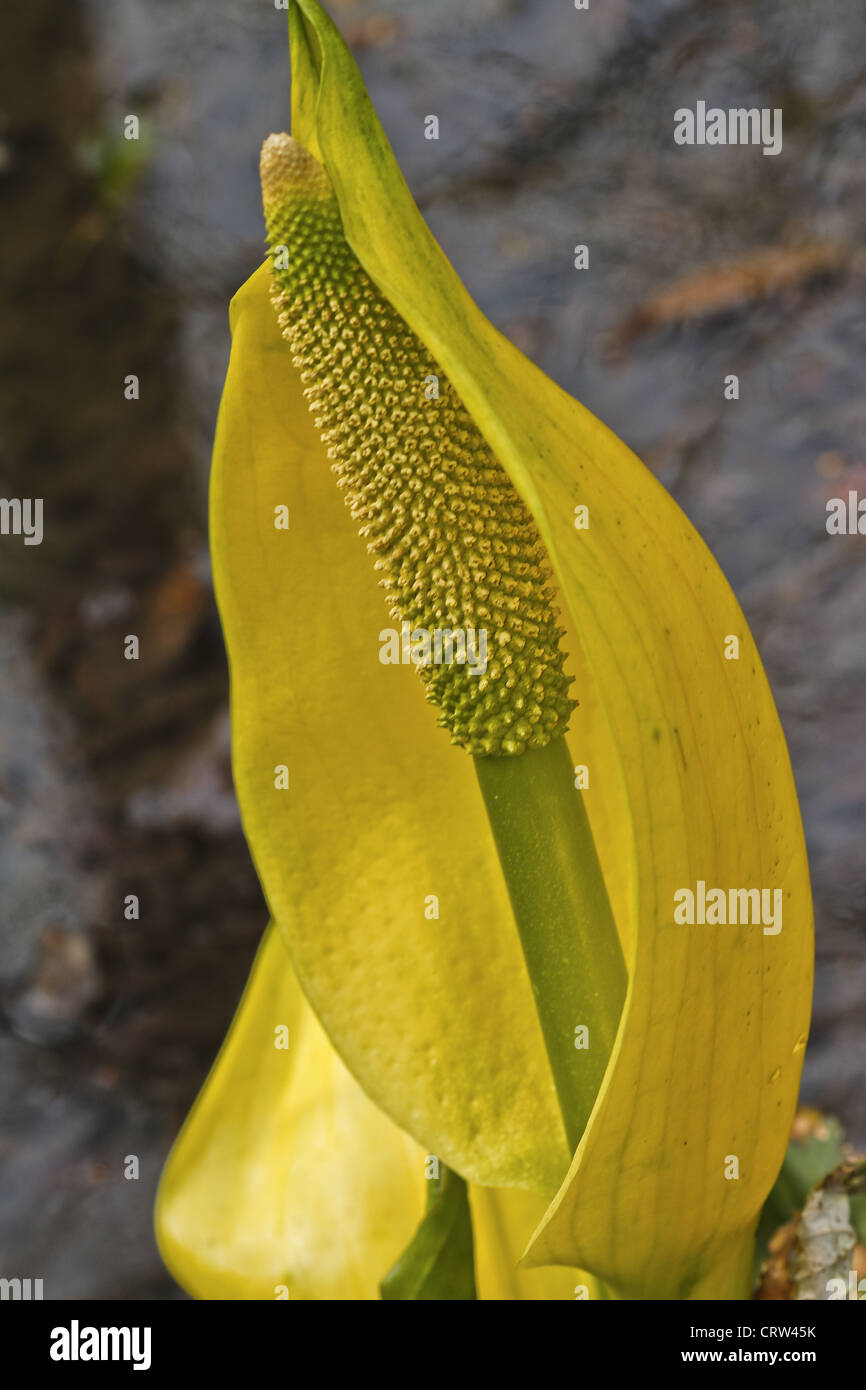 Flower Skunk Lily Fritillaria camschatcensis Stock Photo - Alamy