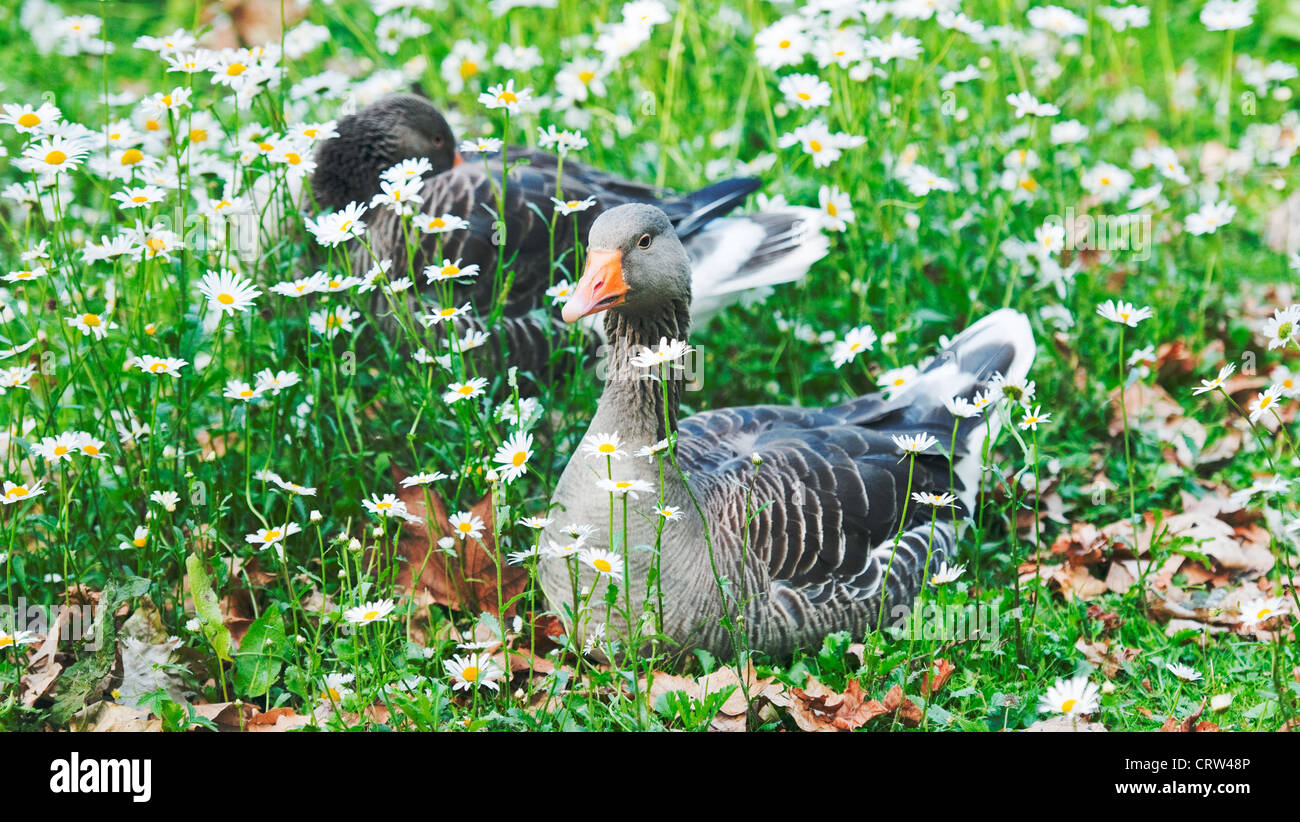 Two Greylag Geese one alert and the other with one eye open in grass with oxeye daisies and dead leaves Stock Photo
